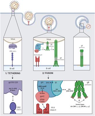 Main Targets of Interest for the Development of a Prophylactic or Therapeutic Epstein-Barr Virus Vaccine